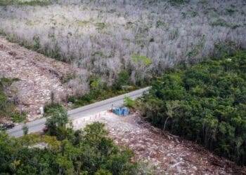 Frenan obras del Tramo 5 del Tren Maya por daños ambientales