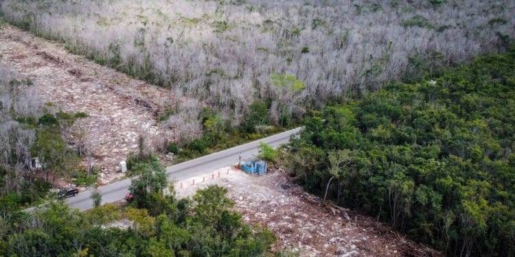 Frenan obras del Tramo 5 del Tren Maya por daños ambientales