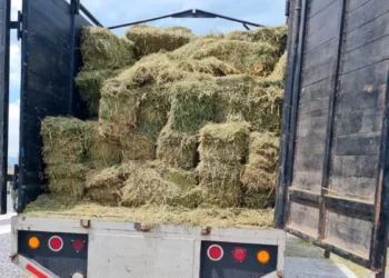 Encuentran cocaína oculta en camiones de alfalfa en Tamaulipas