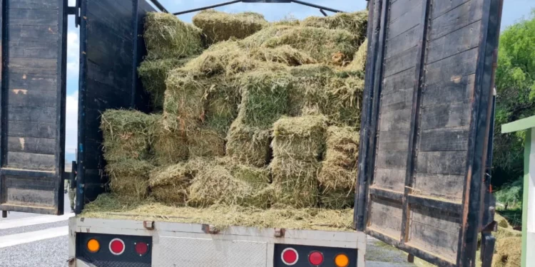 Encuentran cocaína oculta en camiones de alfalfa en Tamaulipas