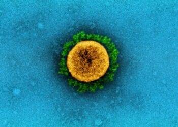 COVID: la nueva subvariante BA.2.75 surgió en la India y es 16 veces más contagiosa que Ómicron