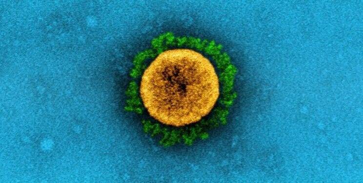 COVID: la nueva subvariante BA.2.75 surgió en la India y es 16 veces más contagiosa que Ómicron