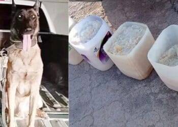 Perro policía ‘Bluky’ detecta cargamento de droga con valor de 8 mdp en Coahuila