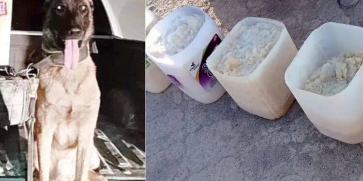 Perro policía ‘Bluky’ detecta cargamento de droga con valor de 8 mdp en Coahuila