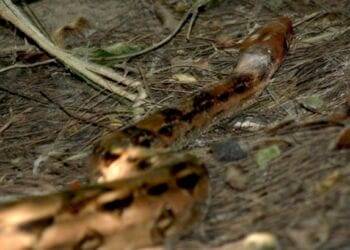 Encuentran boa gigante en las grutas de Tolantongo, Hidalgo