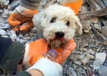 Terremoto en Turquía: perrito asoma cabeza aún con vida; lo rescatan entre escombros