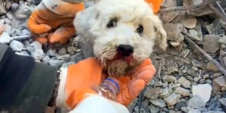 Terremoto en Turquía: perrito asoma cabeza aún con vida; lo rescatan entre escombros