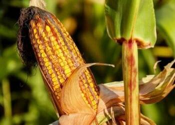 AMLO lanza decreto contra glifosato y maíz genéticamente modificado