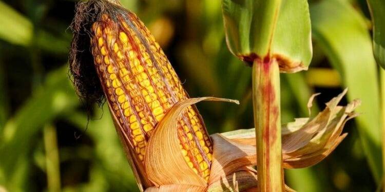 AMLO lanza decreto contra glifosato y maíz genéticamente modificado