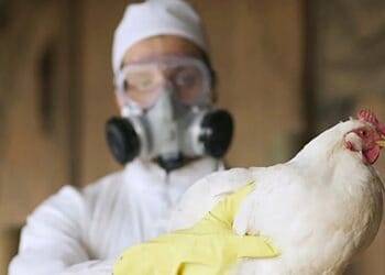 Chile confirmó el primer caso de gripe aviar en humanos