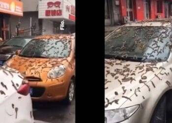 “Lluvia de gusanos” en China, las impactantes imágenes se viralizaron en redes sociales
