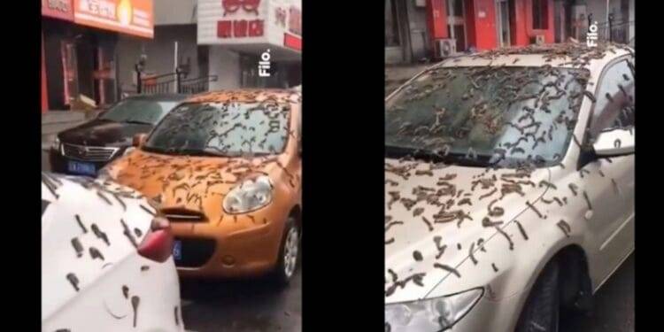 “Lluvia de gusanos” en China, las impactantes imágenes se viralizaron en redes sociales
