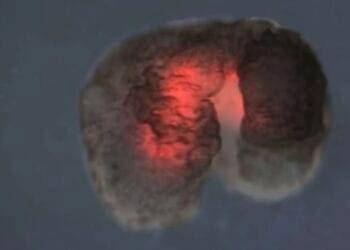 Robots vivos logran reproducirse; los primeros del mundo en existir