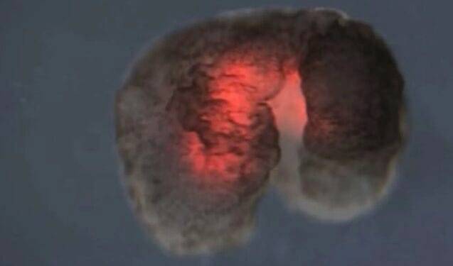 Robots vivos logran reproducirse; los primeros del mundo en existir