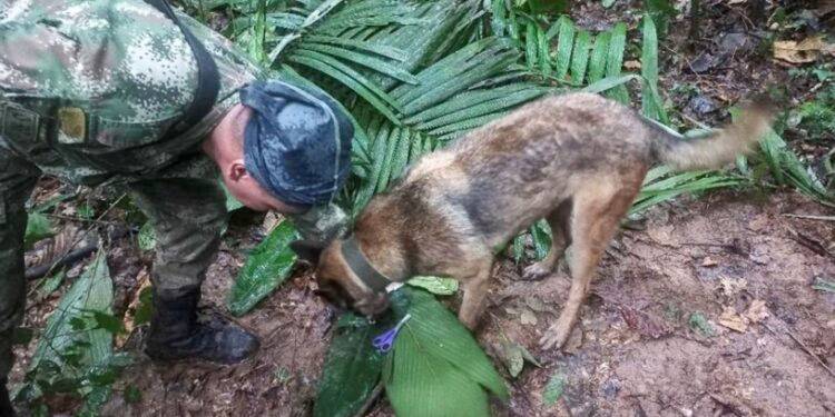 Milagro en el Amazonas: aparecen vivos 4 niños que desaparecieron en accidente aéreo hace 17 días
