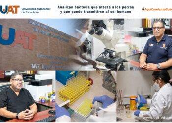 Analizan bacteria que afecta a los perros y que puede trasmitirse al ser humano