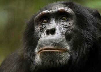 El emotivo video de una mona viendo el cielo por primera vez