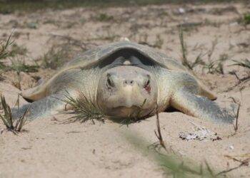 Otorga Federación permisos a Tamaulipas para operar dos campamentos tortugueros