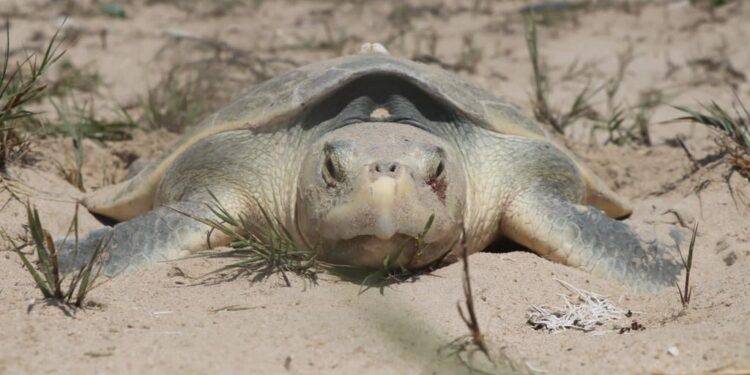 Otorga Federación permisos a Tamaulipas para operar dos campamentos tortugueros
