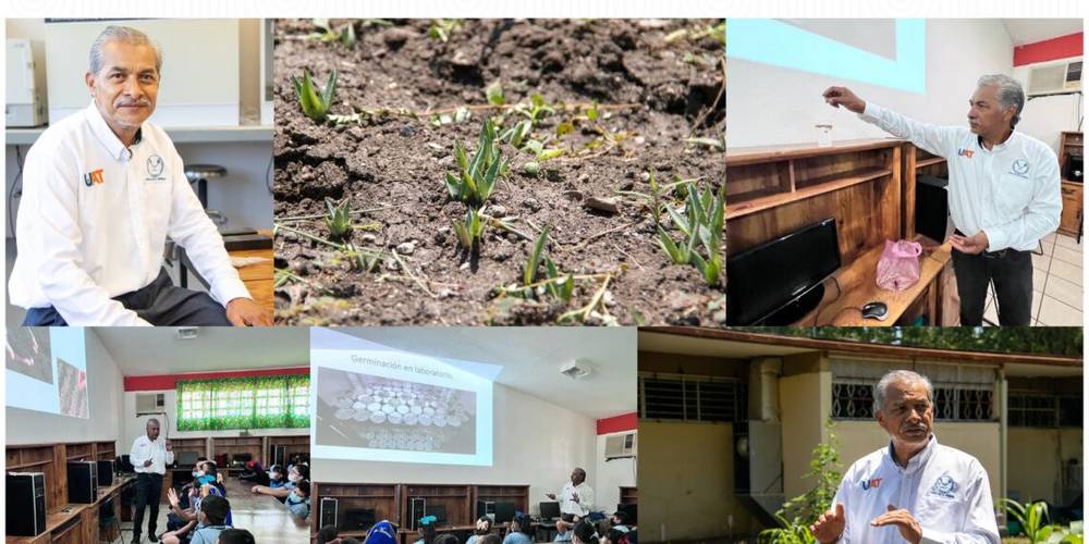 Investigación de la UAT busca conservar la genética del maguey mezcalero