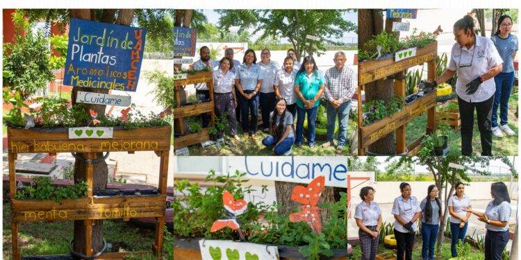 Cultivan en espacios de la UAT plantas aromáticas y medicinales