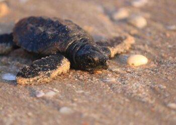 Libera Tamaulipas más de 52 mil crías de tortuga lora