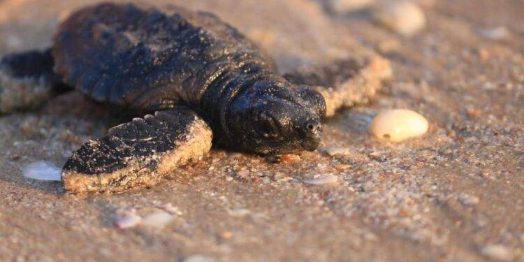 Libera Tamaulipas más de 52 mil crías de tortuga lora