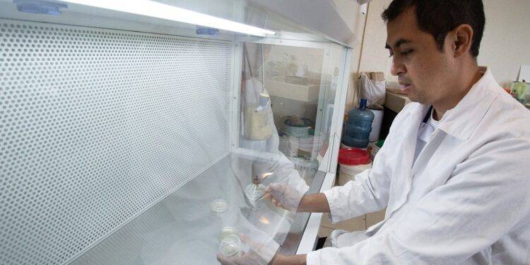 Estudia la UAT nuevos compuestos en especies de insectos comestibles