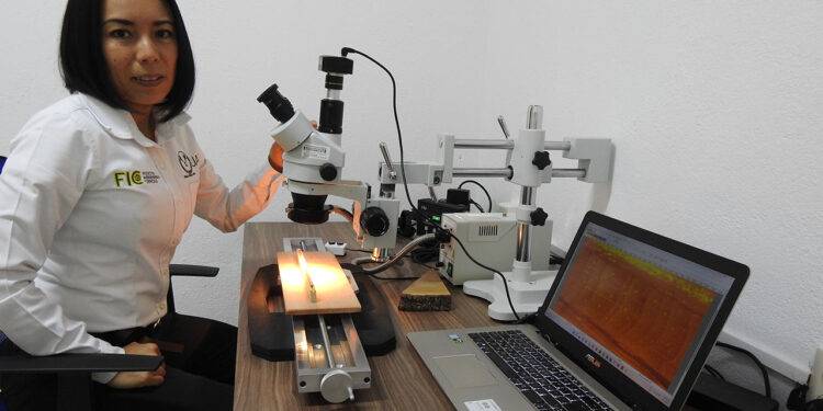 Analiza la UAT patrones de lluvia y efectos del cambio climático en pinos piñoneros