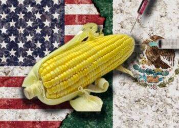 México le entra a la ‘guerra’ vs. EU por maíz transgénico: Así respondió la Secretaría de Economía