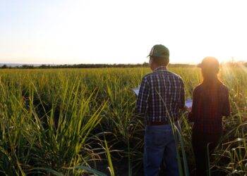 Desarrolla la UAT nuevas variedades de caña de azúcar en El Mante