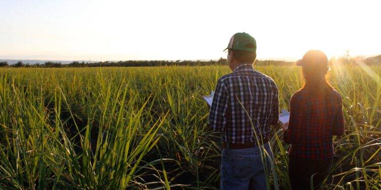 Desarrolla la UAT nuevas variedades de caña de azúcar en El Mante
