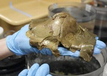 Desconcierto científico por una criatura marina hallada en Alaska