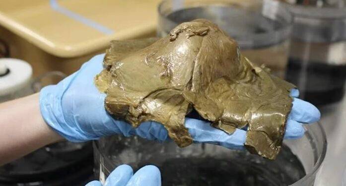 Desconcierto científico por una criatura marina hallada en Alaska