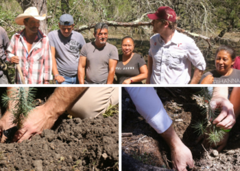 Fomenta SEDUMA acciones de reforestación y empleo temporal