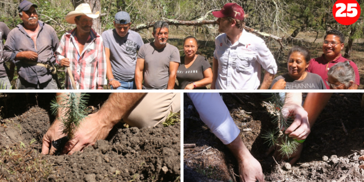 Fomenta SEDUMA acciones de reforestación y empleo temporal