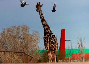 ¡Bienvenido Benito! Tras una larga travesía la jirafa llega a Africam Safari