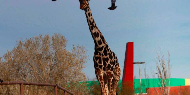 ¡Bienvenido Benito! Tras una larga travesía la jirafa llega a Africam Safari