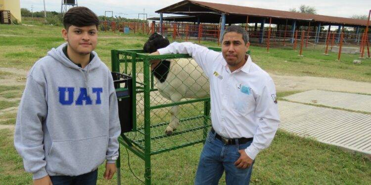 Estudiante de la UAT desarrolla innovador sistema de monitoreo de alimentación de borregos