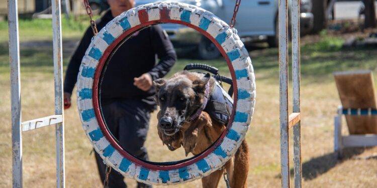 Estudiante de la UAT aporta su experiencia en adiestramiento canino al servicio comunitario