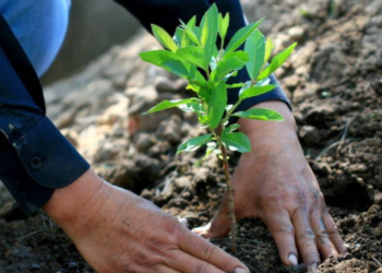 Lanzan programa ‘Escuela Forestal‘ en la región sureste de Coahuila