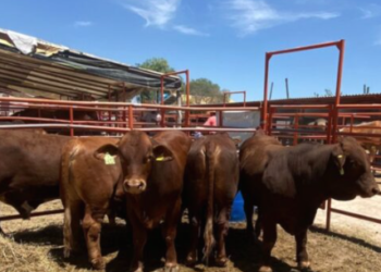 Avanza proceso de certificación sanitaria del ganado coahuilense