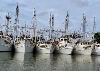 Es flota camaronera tamaulipeca, la más grande del Golfo de México