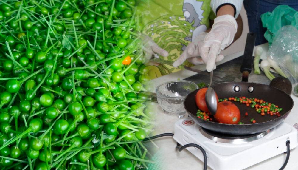 La UAT impulsa la preservación del chile piquín como símbolo de identidad regional