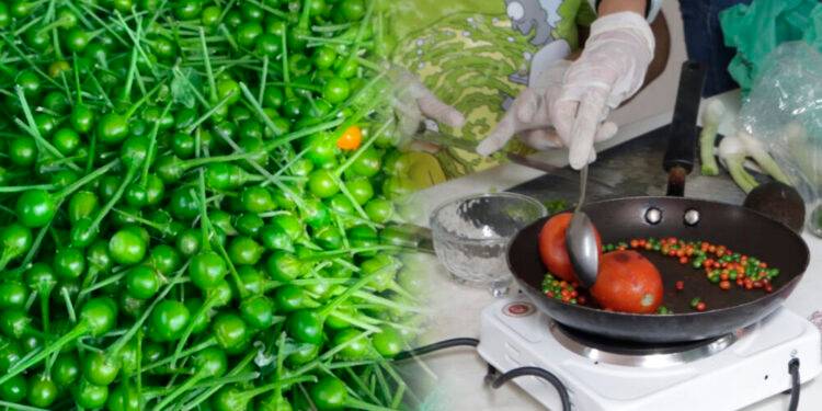 La UAT impulsa la preservación del chile piquín como símbolo de identidad regional