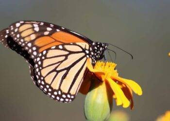 Trabaja Tamaulipas en seis programas de conservación