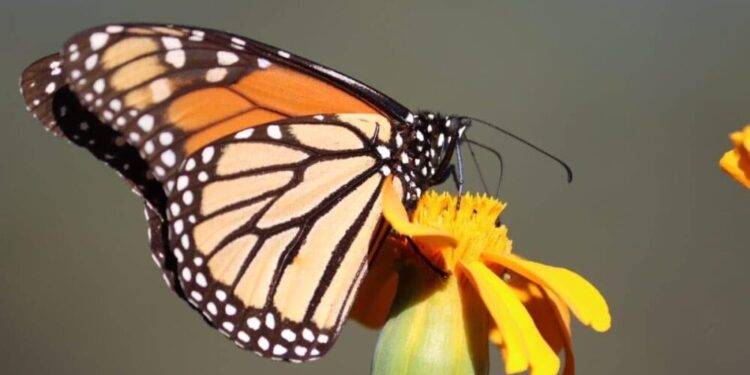 Trabaja Tamaulipas en seis programas de conservación