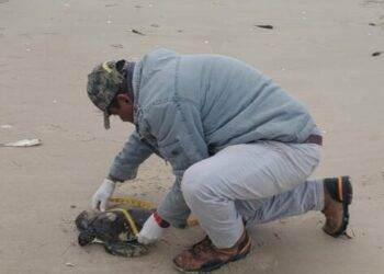 Rescata Comisión de Parques 40 tortugas verdes en playas