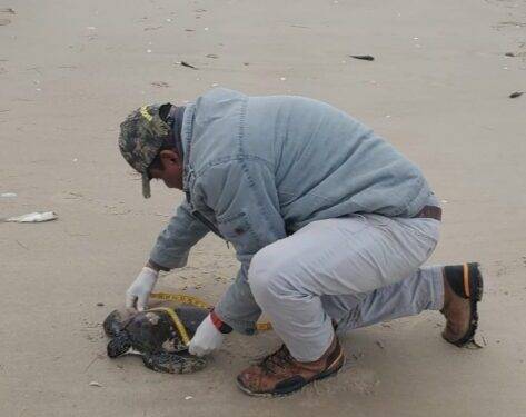 Rescata Comisión de Parques 40 tortugas verdes en playas