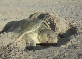 Exhorta SEDUMA a cuidar la tortuga lora durante vacaciones